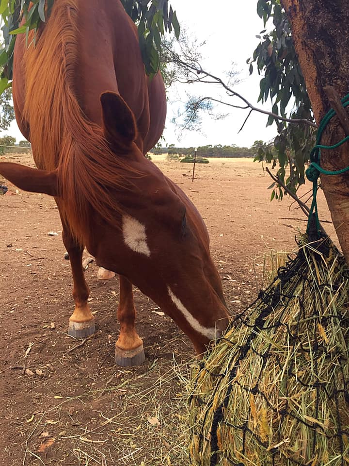 Aussie Grazers Hay Nets 6cm / No Clip Small Original Knotted Slow Feed Horse Hay Net