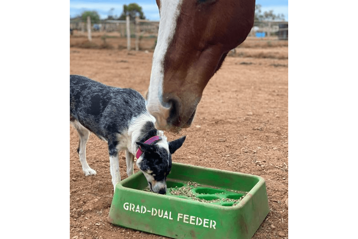 Horse Slow Feeding GradDual Feeder Aussie Grazers