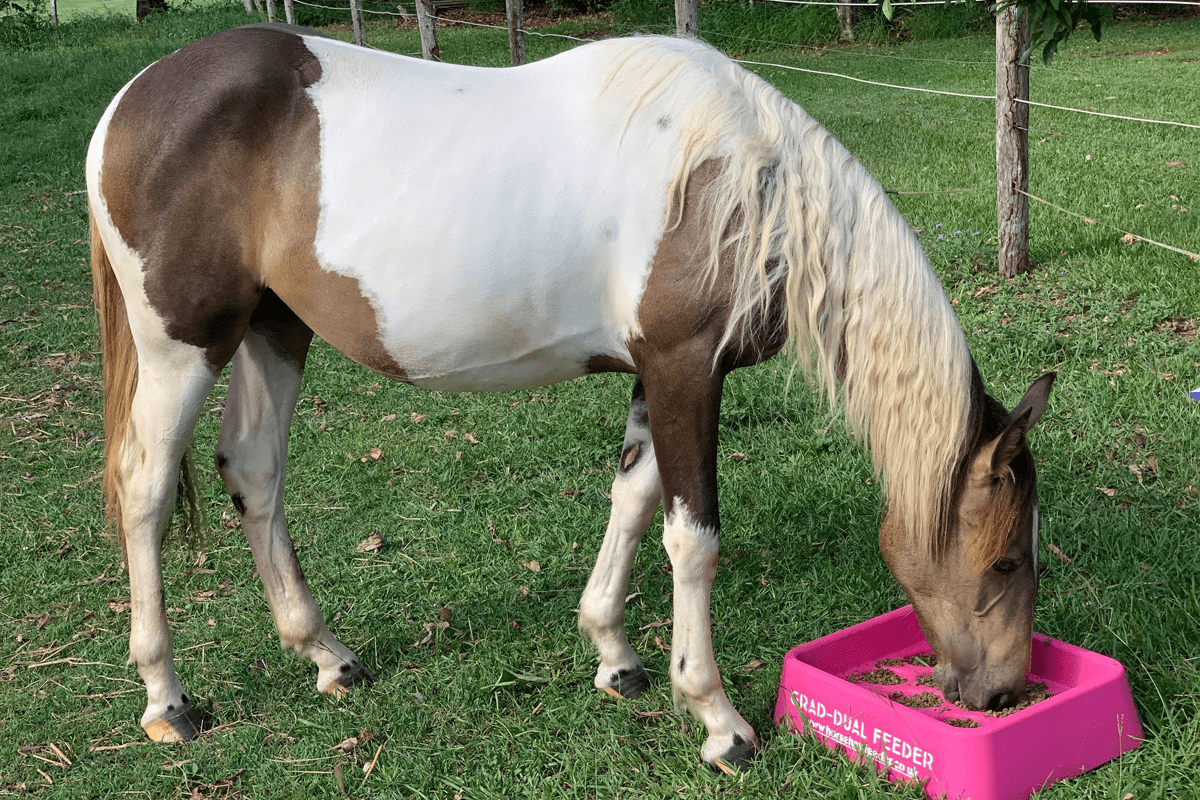 Parallax Grad Dual Feeder Horse Slow Feeding Grad-Dual Feeder