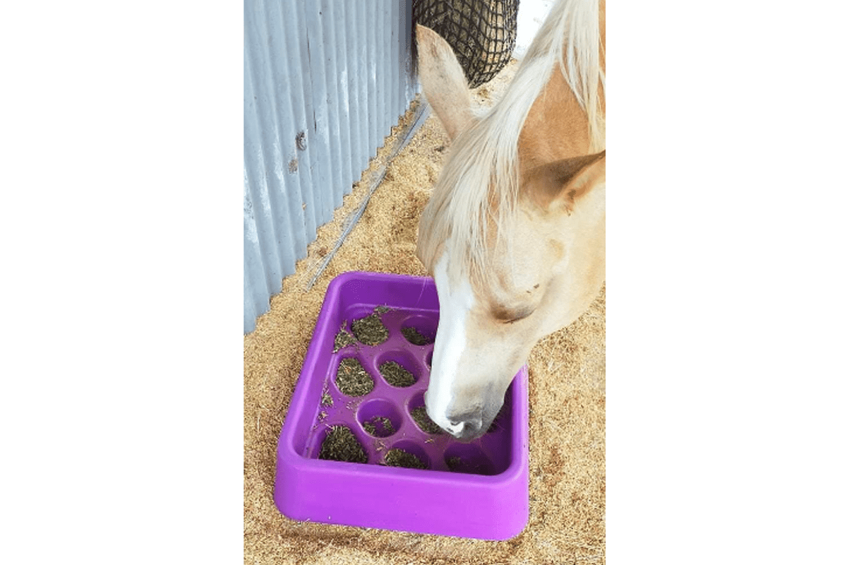 Horse Slow Feeding GradDual Feeder Aussie Grazers