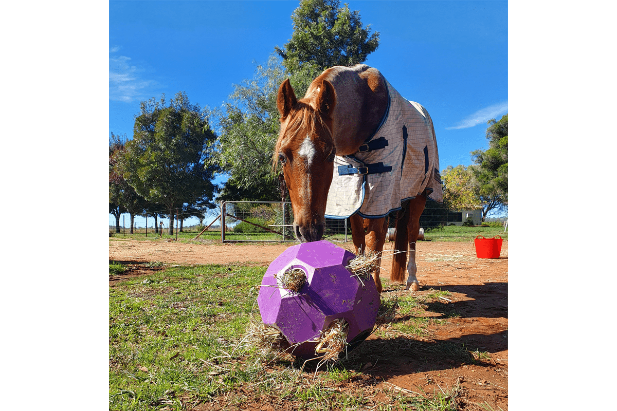 Horse Slow Feeding Hay Play Balls Aussie Grazers