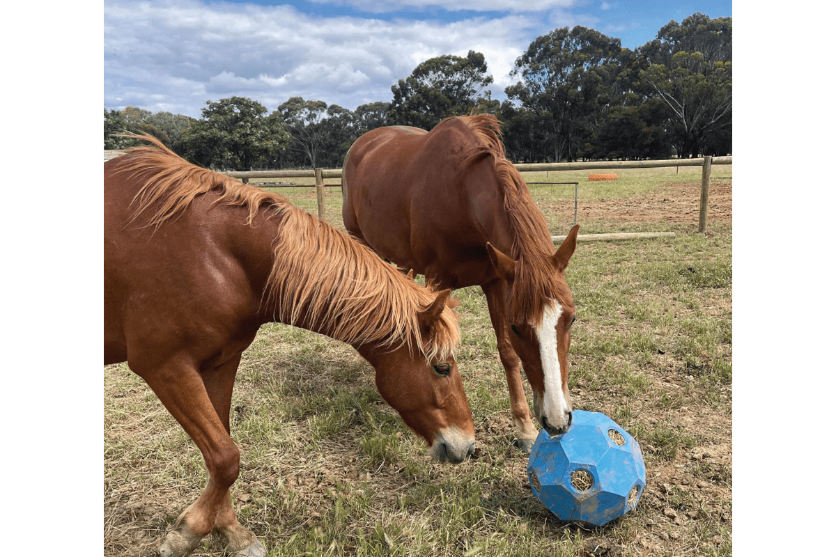 Horse Slow Feeding Hay Play Balls Aussie Grazers