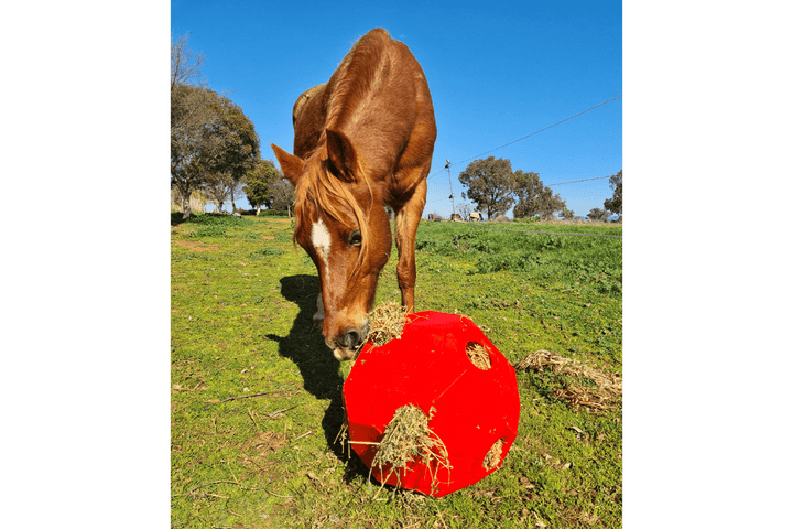 Parallax Hay Play Ball Red Horse Slow Feeding Hay Play Balls