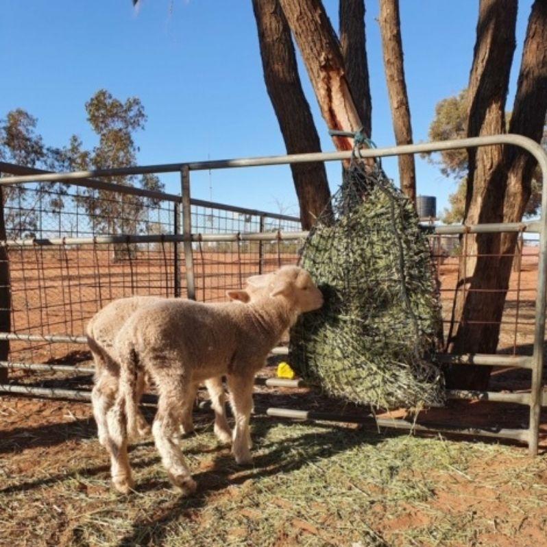 Aussie Grazers Hay Nets Small Original Knotted Slow Feed Horse Hay Net