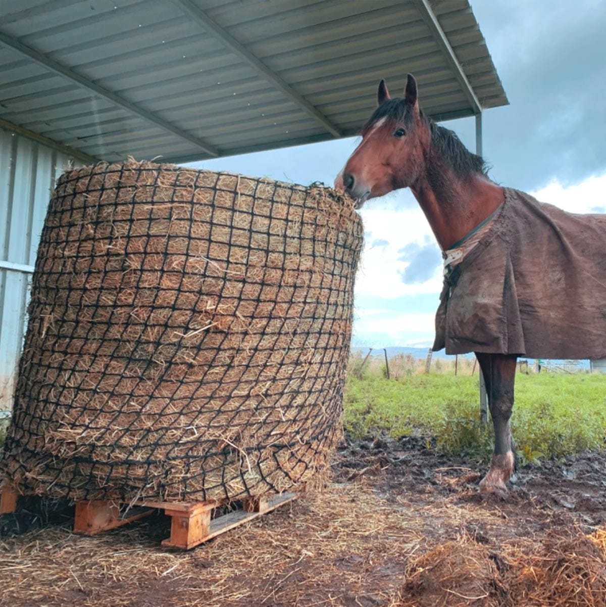 Aussie Grazers Round Bale Nets Deluxe Knotless 5x4 Round Bale Horse Slow Feeder Hay Net